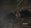 Tasman devils Conservation Park